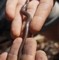 Hemiergis talbingoensis (Eastern Three-toed Earless Skink) at Yarralumla, ACT - 15 Mar 2020 by aliboogy