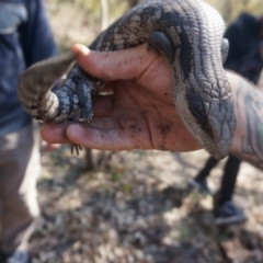 Tiliqua scincoides scincoides (Eastern Blue-tongue) at Stirling Park - 14 Mar 2020 by aliboogy