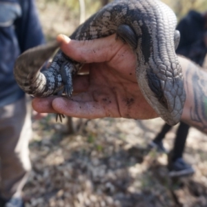 Tiliqua scincoides scincoides at Yarralumla, ACT - 15 Mar 2020