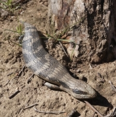 Tiliqua scincoides scincoides at Yarralumla, ACT - 15 Mar 2020