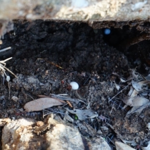 Christinus marmoratus at Yarralumla, ACT - 15 Mar 2020