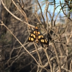 Amata (genus) (Handmaiden Moth) at Hackett, ACT - 15 Mar 2020 by MargL