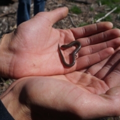 Hemiergis talbingoensis (Three-toed Skink) at Yarralumla, ACT - 15 Mar 2020 by aliboogy