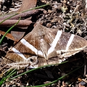 Grammodes oculicola at Denman Prospect, ACT - 15 Mar 2020 12:14 PM