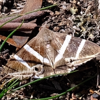 Grammodes oculicola (Small-eyed Box-Owlet) at Block 402 - 15 Mar 2020 by Kurt