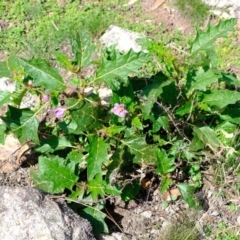 Solanum cinereum (Narrawa Burr) at Block 402 - 15 Mar 2020 by Kurt