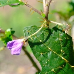 Solanum cinereum at Denman Prospect, ACT - 15 Mar 2020 12:20 PM