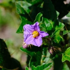 Solanum cinereum at Denman Prospect, ACT - 15 Mar 2020 12:20 PM