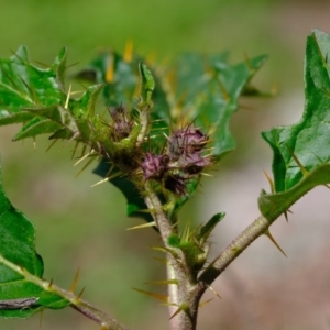 Solanum cinereum at Denman Prospect, ACT - 15 Mar 2020