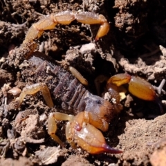 Urodacus manicatus (Black Rock Scorpion) at Denman Prospect 2 Estate Deferred Area (Block 12) - 15 Mar 2020 by Kurt