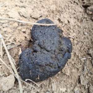 Vombatus ursinus at Molonglo River Reserve - 15 Mar 2020