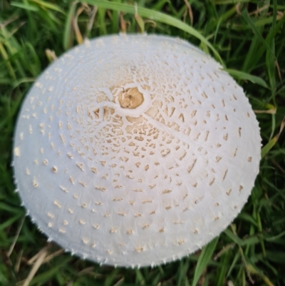 Macrolepiota dolichaula (Macrolepiota dolichaula) at Molonglo River Reserve - 15 Mar 2020 by AaronClausen