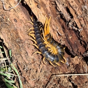 Scolopendra sp. (genus) at Coombs, ACT - 15 Mar 2020 12:27 PM