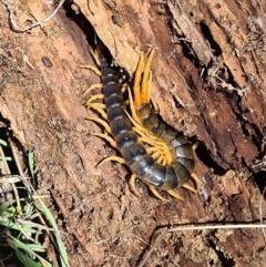 Scolopendra sp. (A Centipede) at Coombs, ACT - 15 Mar 2020 by AaronClausen