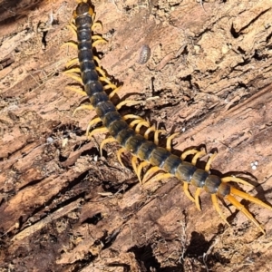 Scolopendra sp. (genus) at Coombs, ACT - 15 Mar 2020 12:27 PM