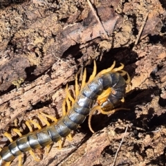 Scolopendra sp. (genus) at Coombs, ACT - 15 Mar 2020 12:27 PM