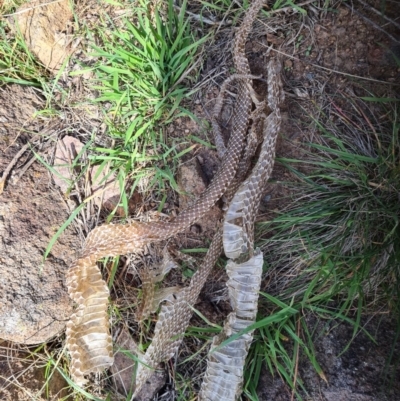 Pseudonaja textilis at Molonglo River Reserve - 15 Mar 2020 by AaronClausen