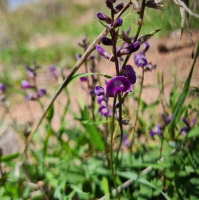 Glycine tabacina (Variable Glycine) at Coombs, ACT - 15 Mar 2020 by AaronClausen