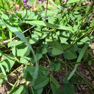 Glycine tabacina at Coombs, ACT - 15 Mar 2020