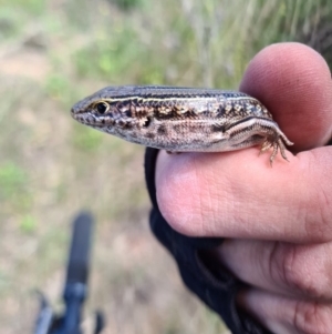 Ctenotus robustus at Coombs, ACT - 15 Mar 2020