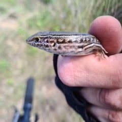 Ctenotus robustus (Robust Striped-skink) at Coombs, ACT - 15 Mar 2020 by AaronClausen