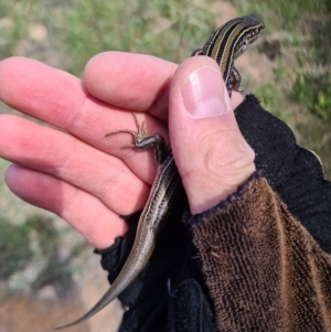 Ctenotus robustus at Coombs, ACT - 15 Mar 2020