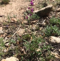 Swainsona recta (Small Purple Pea) at Royalla, NSW - 15 Mar 2020 by BruceG