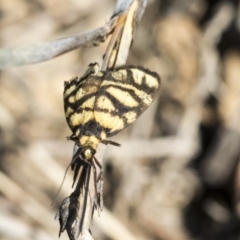 Asura lydia (Lydia Lichen Moth) at ANBG - 12 Mar 2020 by AlisonMilton