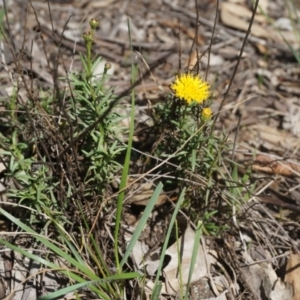 Rutidosis leptorhynchoides at Yarralumla, ACT - 15 Mar 2020