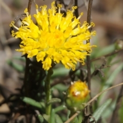 Rutidosis leptorhynchoides at Yarralumla, ACT - 15 Mar 2020