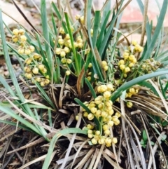 Lomandra filiformis subsp. coriacea (Wattle Matrush) at Hackett, ACT - 14 Mar 2020 by RWPurdie