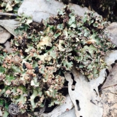 Heterodea sp. (A lichen) at Hackett, ACT - 14 Mar 2020 by RWPurdie