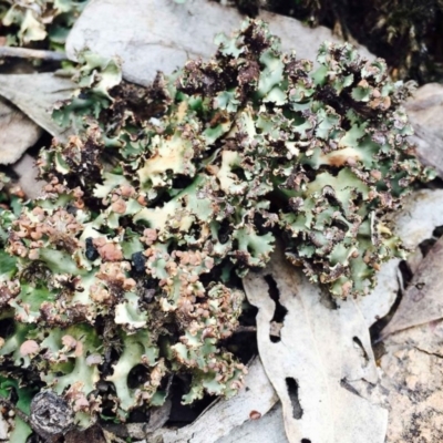 Heterodea sp. (A lichen) at Black Mountain - 14 Mar 2020 by RWPurdie