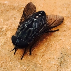 Tabanidae (family) (Unidentified march or horse fly) at Black Mountain - 14 Mar 2020 by RWPurdie