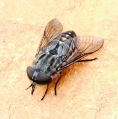 Tabanidae (family) at Hackett, ACT - 15 Mar 2020 12:00 AM