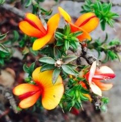 Pultenaea procumbens (Bush Pea) at Hackett, ACT - 15 Mar 2020 by RWPurdie