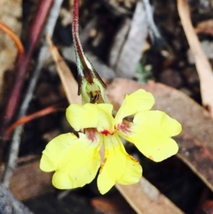 Goodenia hederacea subsp. hederacea at Hackett, ACT - 15 Mar 2020