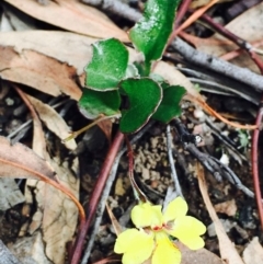 Goodenia hederacea subsp. hederacea at Hackett, ACT - 15 Mar 2020
