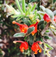 Grevillea alpina (Mountain Grevillea / Cat's Claws Grevillea) at Black Mountain - 14 Mar 2020 by RWPurdie