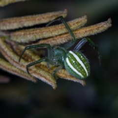 Araneus ginninderranus (Dondale's Orb-weaver) at Bruce Ridge - 13 Feb 2016 by Bron