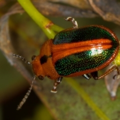 Calomela curtisi (Acacia leaf beetle) at Bruce Ridge - 13 Feb 2016 by Bron