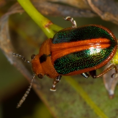 Calomela curtisi (Acacia leaf beetle) at Bruce Ridge to Gossan Hill - 13 Feb 2016 by Bron