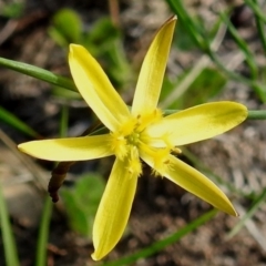 Tricoryne elatior (Yellow Rush Lily) at Fisher, ACT - 14 Mar 2020 by HelenCross