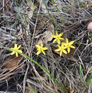 Tricoryne elatior at Fisher, ACT - 14 Mar 2020