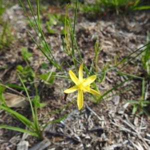 Tricoryne elatior at Fisher, ACT - 14 Mar 2020