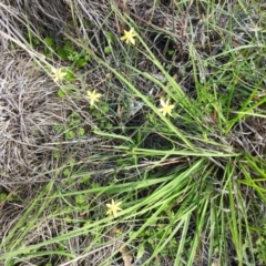 Tricoryne elatior at Fisher, ACT - 14 Mar 2020