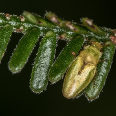 Mcateella sp. (genus) (A Leaf Bug) at Bruce Ridge to Gossan Hill - 13 Feb 2016 by Bron