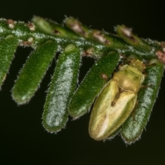 Mcateella sp. (genus) (A Leaf Bug) at Bruce, ACT - 13 Feb 2016 by Bron