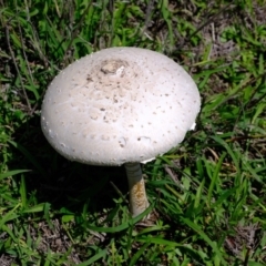 Chlorophyllum/Macrolepiota sp. (genus) at Block 402 - 15 Mar 2020 by Kurt