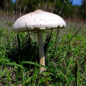 Chlorophyllum/Macrolepiota sp. (genus) at Denman Prospect, ACT - 15 Mar 2020